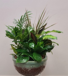 Dish Garden  from Antonina's Floral Design, your florist in Hardy,VA