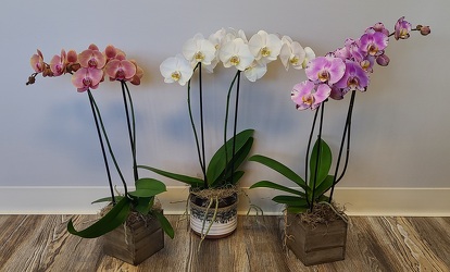 Orchids of your choice  from Antonina's Floral Design, your florist in Hardy,VA