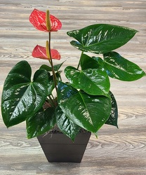 Anthurium Plant  from Antonina's Floral Design, your florist in Hardy,VA