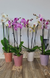Orchids / Ceramic Pot from Antonina's Floral Design, your florist in Hardy,VA
