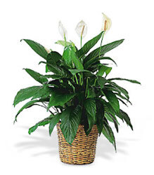 Peace Lily in Wicker Basket from Antonina's Floral Design, your florist in Hardy,VA