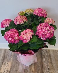 Pink Hydrangea from Antonina's Floral Design, your florist in Hardy,VA