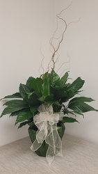 Peace Lily Plant from Antonina's Floral Design, your florist in Hardy,VA