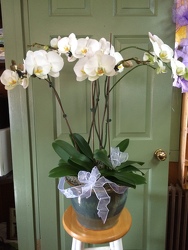 Spectacular Orchid from Antonina's Floral Design, your florist in Hardy,VA