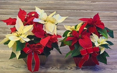 Red & White 9" Square Pot Poinsettia from Antonina's Floral Design, your florist in Hardy,VA