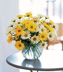 Sunny Daisy Bowl from Antonina's Floral Design, your florist in Hardy,VA